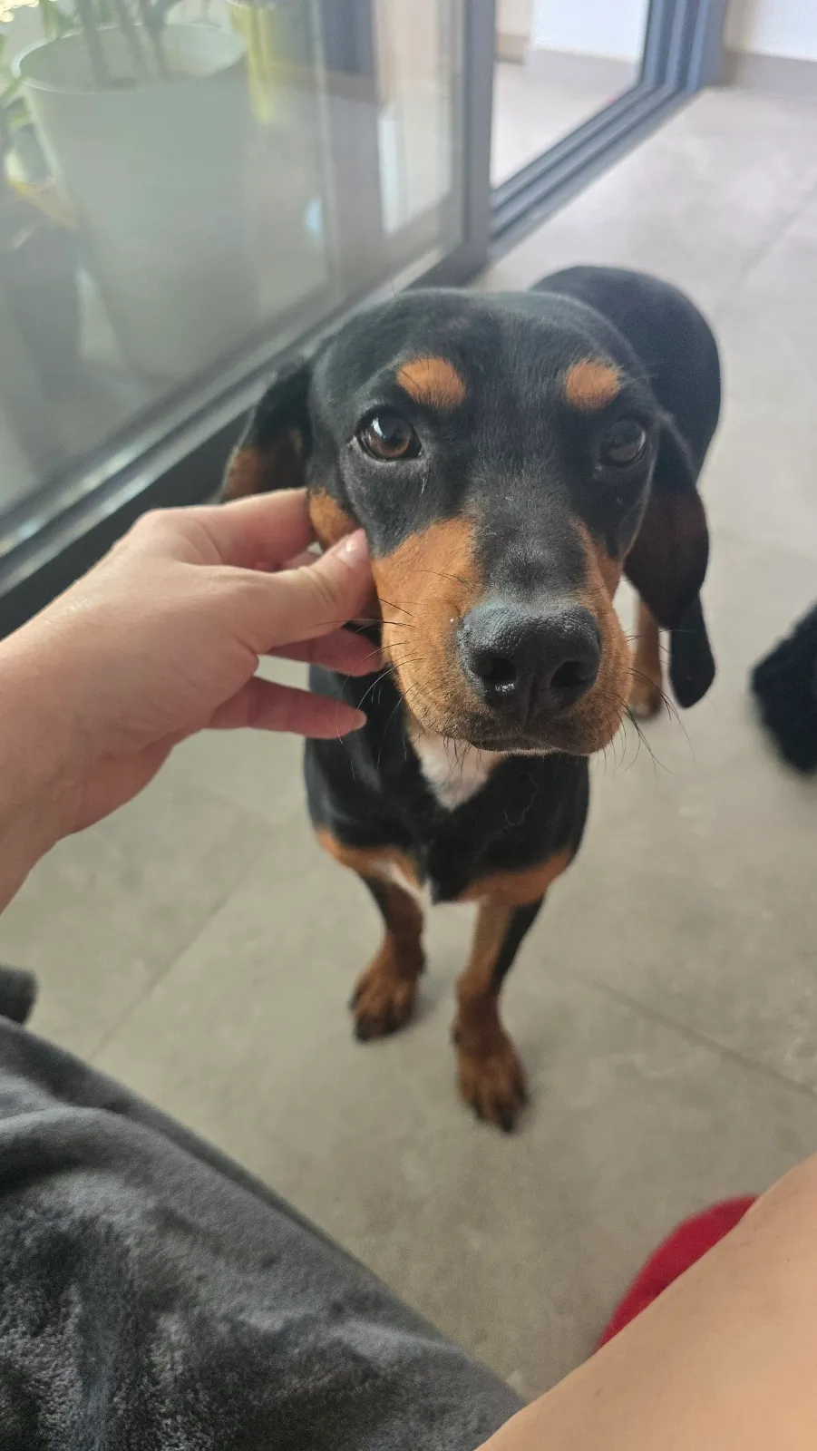 Lucky, rescue from Lemesos